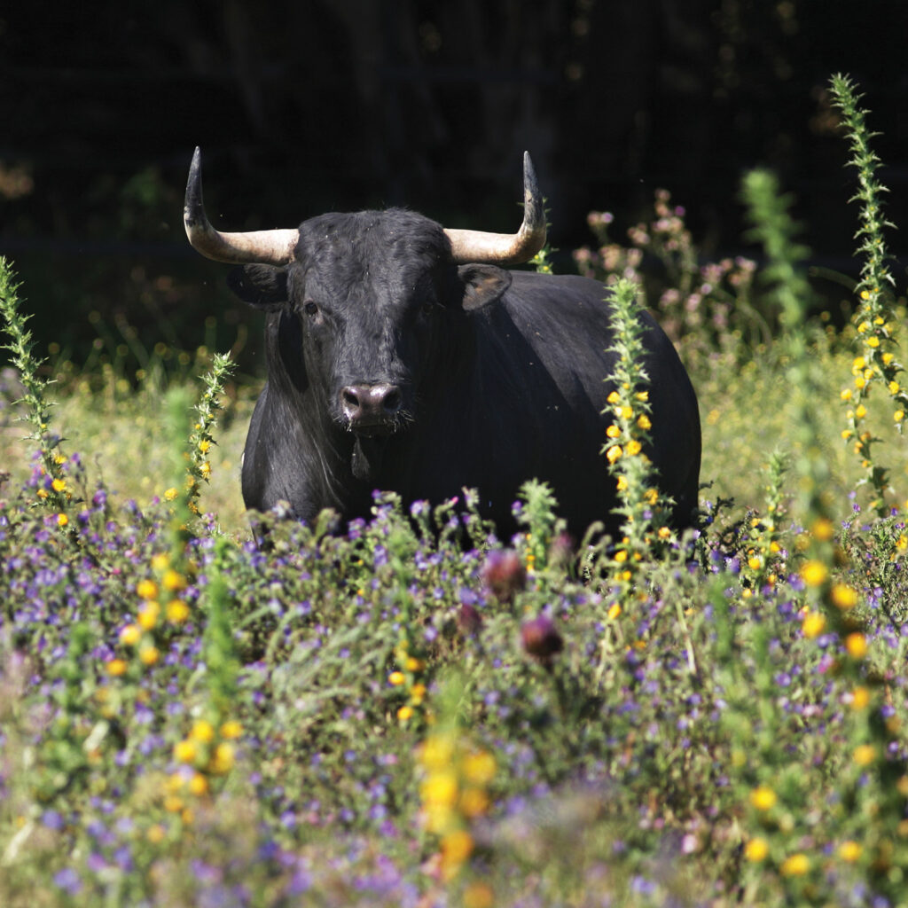 Meat of the Fighting Bull: A Spanish Tradition Revived 2 069