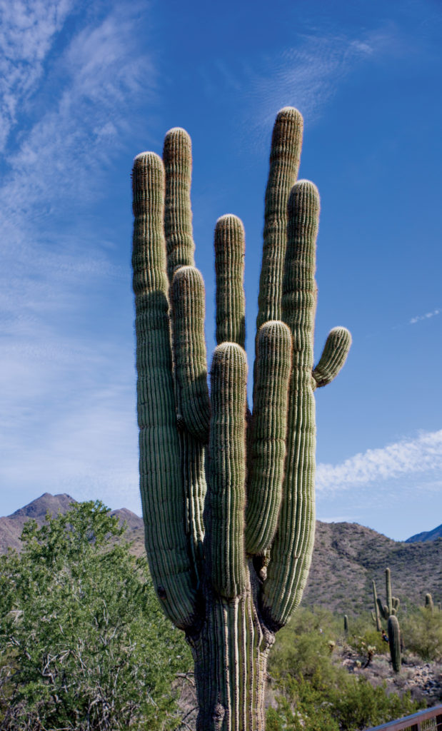 A cactus at McDowell Sonoran Preserve