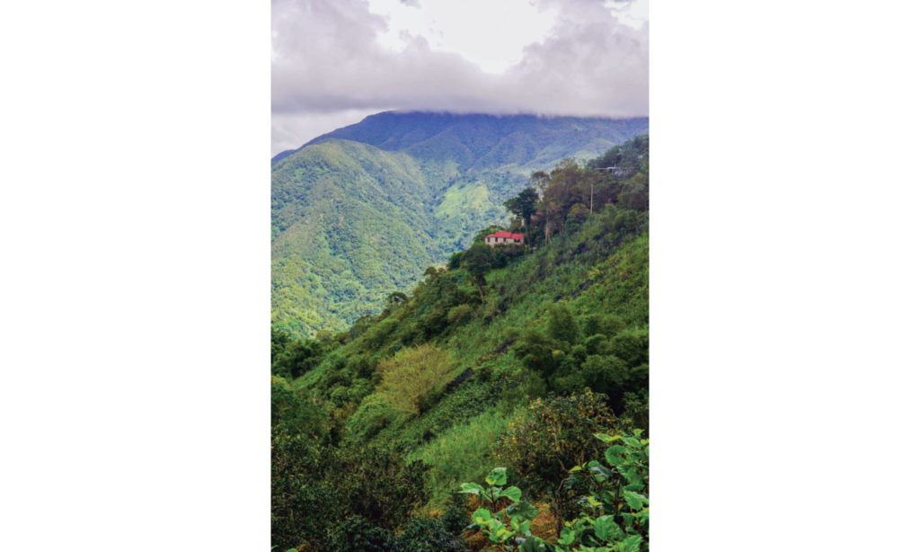 Coffee growers David and Chrissie Twyman’s home is nestled into Jamaica’s Blue Mountains. 702x1024 1