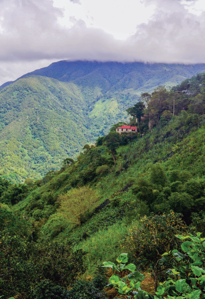 Coffee growers David and Chrissie Twyman’s home is nestled into Jamaica’s Blue Mountains.