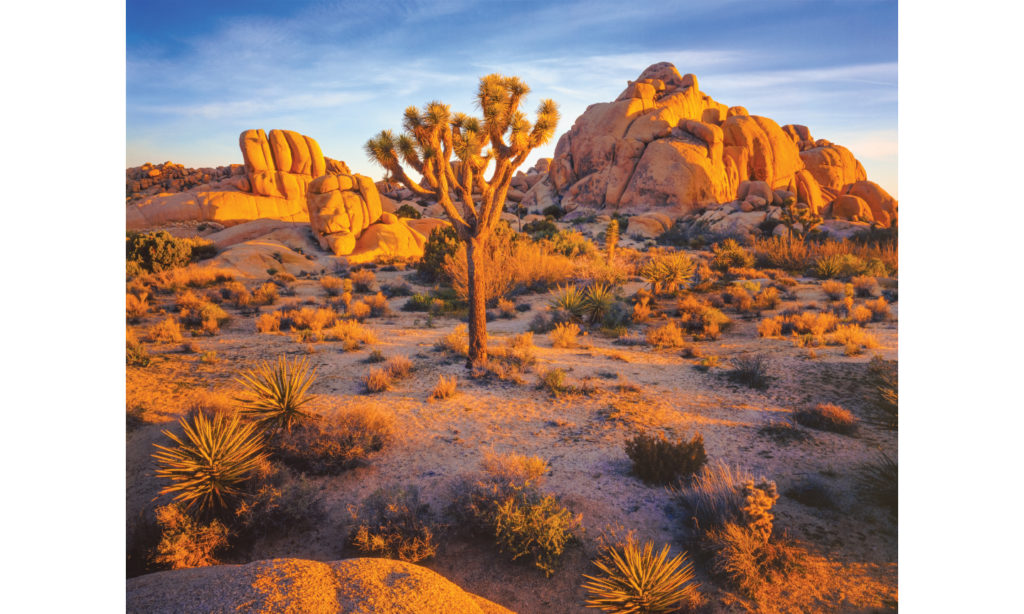 Road Trippin' 2 Joshua Tree 1 web 1