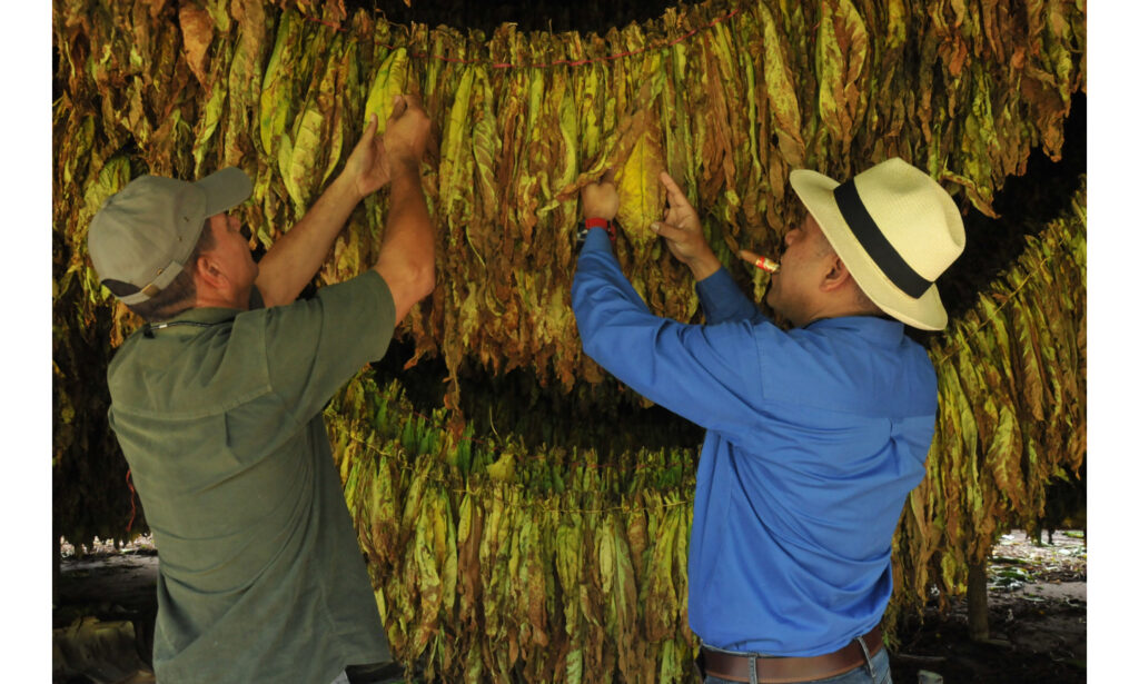 La Aurora Cigars Releases Small Batch Lot No. 002 in U.S. 3 La Aurora Cigars Releases Small Batch Lot No. 002 in US.3