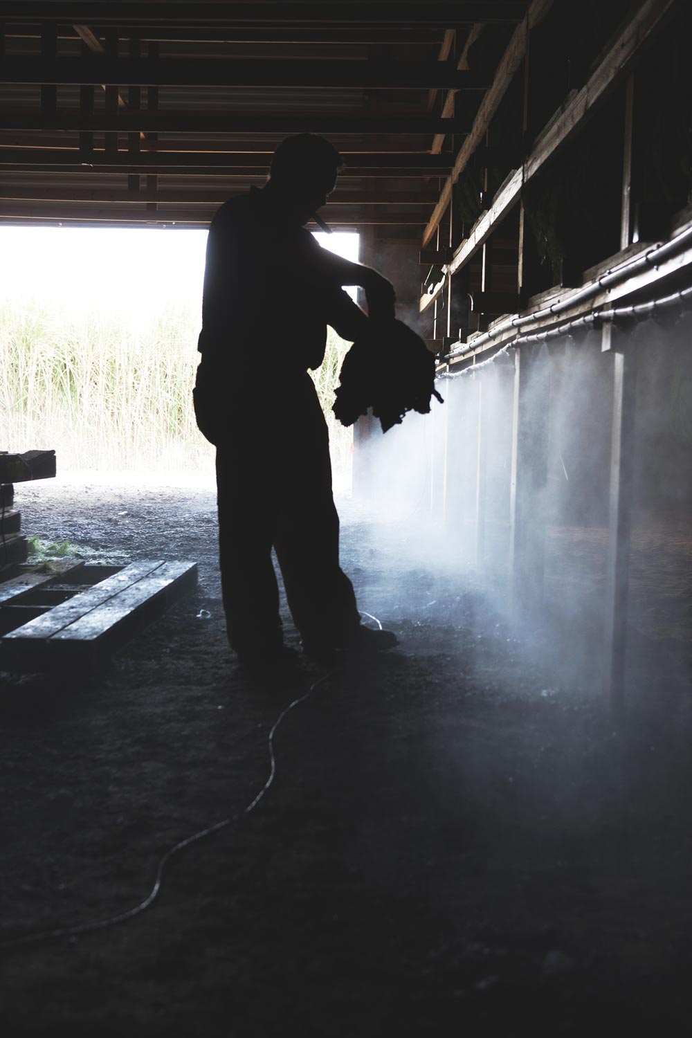  Jeff Borysiewicz examines tobacco in the curing barn on his Florida Sun Grown tobacco farm.  (image: Zach Ramsey)  